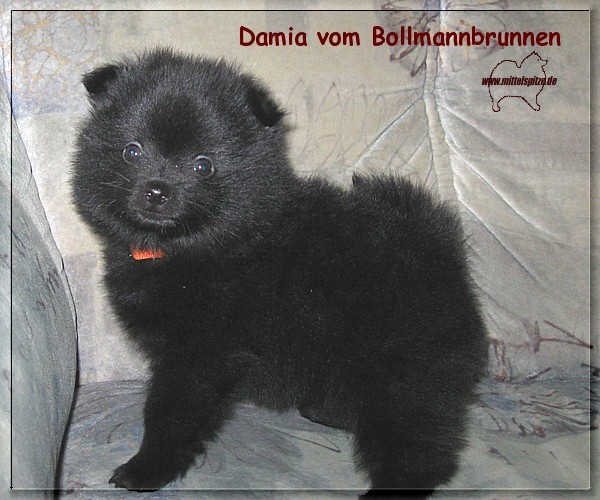 Damia vom Bollmannbrunnen