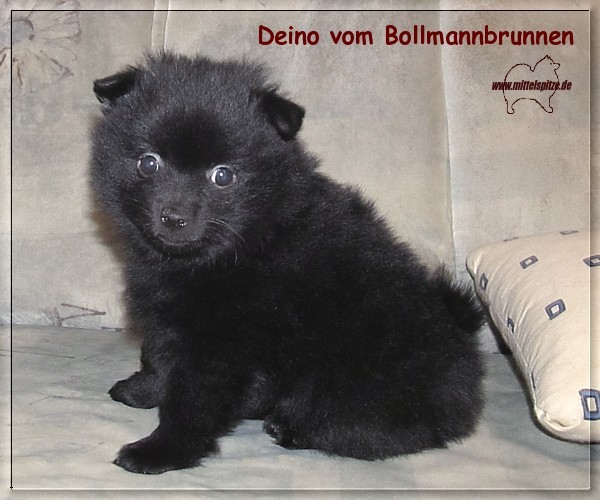 Deino vom Bollmannbrunnen